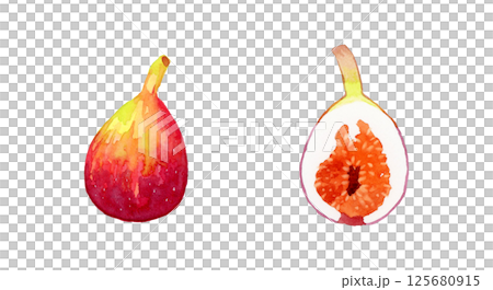 半分にカットしたイチジク　フルーツの手描き水彩イラスト素材 125680915