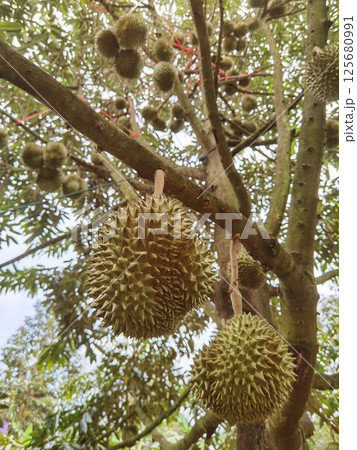 Close up of durians hanging  125680991