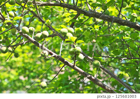 まだ未熟なウメの実(春、四月) まだ未熟なウメの実(春、四月) 125681003