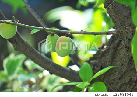 まだ未熟なウメの実（春、四月） 125681043