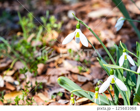 満開のかわいいスノードロップの花 125681068