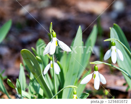満開のかわいいスノードロップの花 125681072