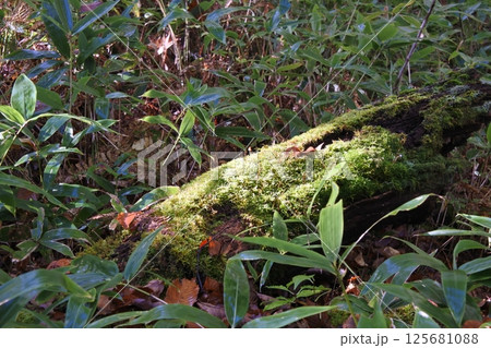 日光、戦場ヶ原、森 125681088