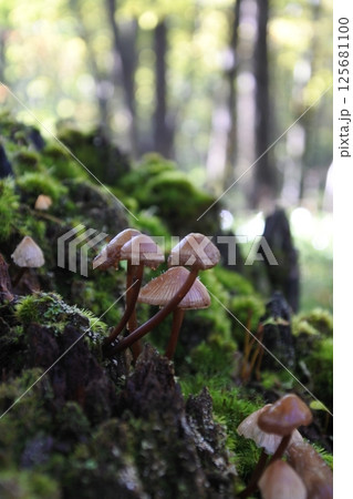 きのこ、菌類 125681100