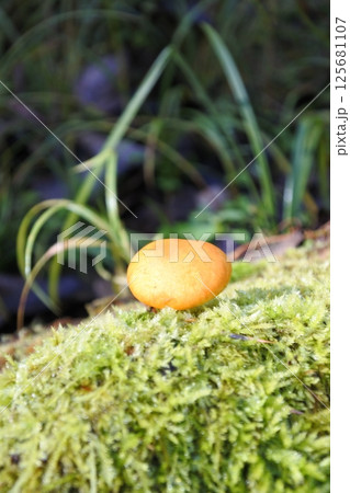 きのこ、菌類 125681107