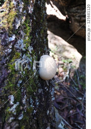 きのこ、菌類 125681120