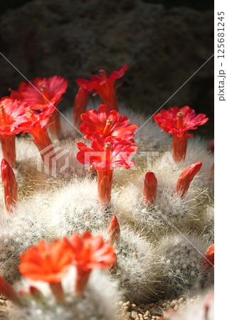 サボテンの花・月宮殿 サボテンの花・月宮殿 125681245