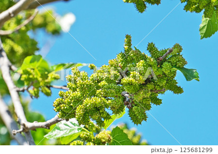 未熟なクワの実（春、四月） 125681299