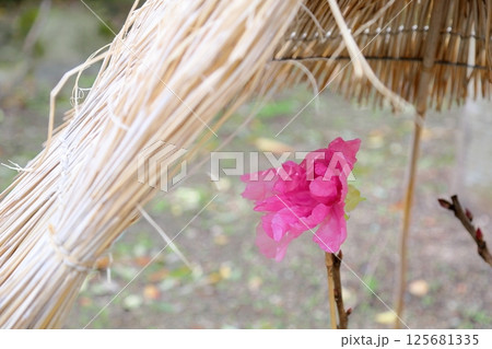 寒牡丹の花 125681335