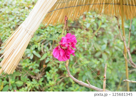 寒牡丹の花 125681345