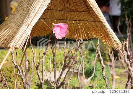 寒牡丹の花 125681355