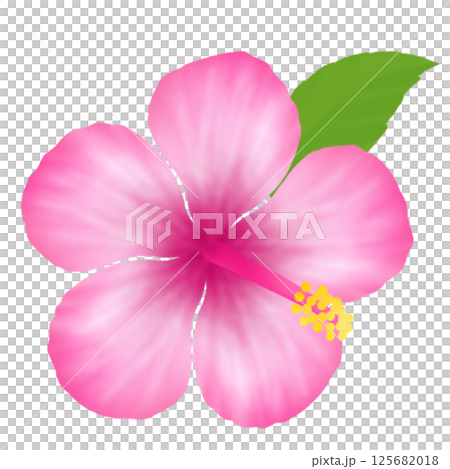 Hibiscus⑤ 125682018