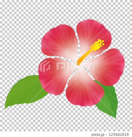 芙蓉花⑥ 芙蓉花⑥ 125682019