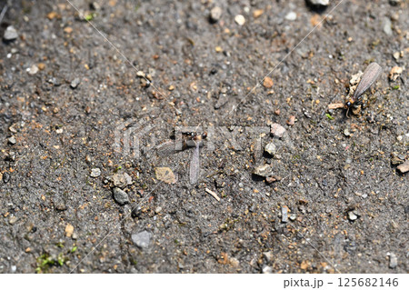 シロアリを捕食するクロアリ シロアリを捕食するクロアリ 125682146
