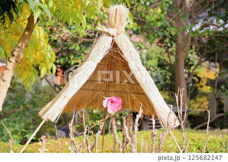 寒牡丹の花 125682147