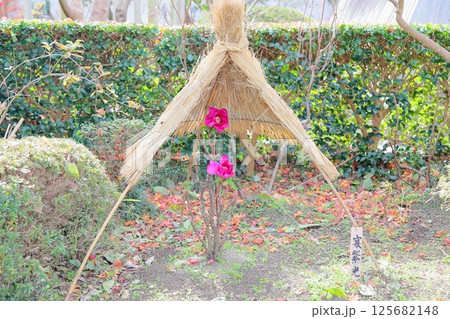 寒牡丹の花 寒牡丹の花 125682148