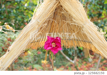 寒牡丹の花 125682150