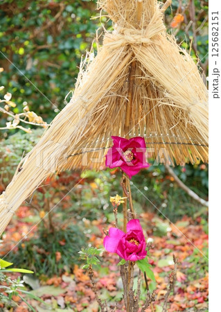 寒牡丹の花 寒牡丹の花 125682151