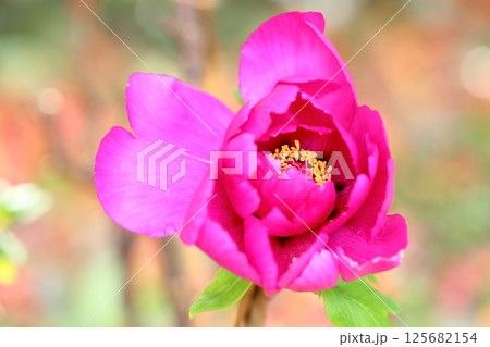 寒牡丹の花 寒牡丹の花 125682154