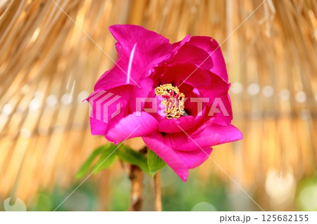 寒牡丹の花 寒牡丹の花 125682155