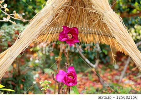 寒牡丹の花 125682156