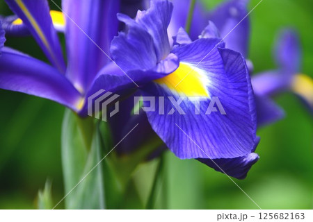 アヤメ 125682163