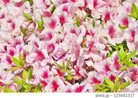 赤と白のツツジの花（春、四月） 125682317