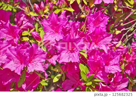 赤いツツジの花（春、四月） 125682325