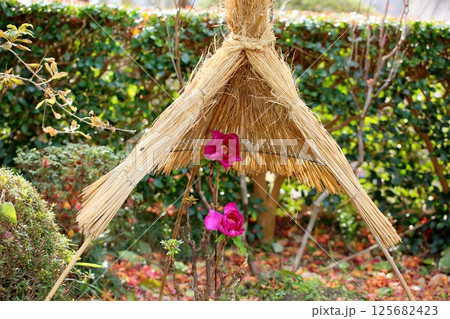 寒牡丹の花 125682423