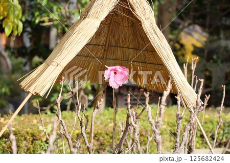 寒牡丹の花 寒牡丹の花 125682424