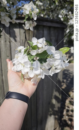 Hand holding blooming white apple blossoms 125682468