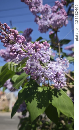 Blooming lilac flowers with delicate purple petals 125682469