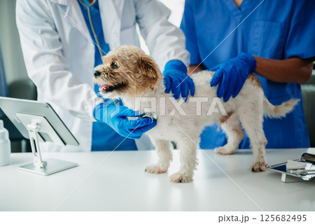 Veterinarian doctor and shih tzu dog at veterinary ambulance Veterinarian doctor and shih tzu dog at veterinary ambulance 125682495