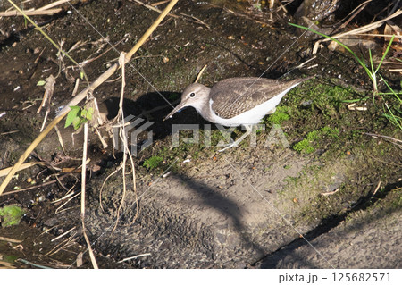 イソシギ 125682571