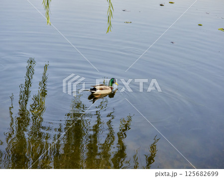 無人 屋外 野外 125682699