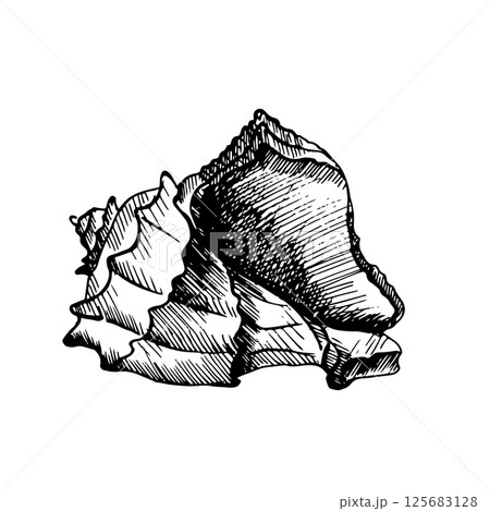 Vector illustration with a seashell. The clam is hand-drawn with a liner, ink pen in black and white graphics. Vintage engraving is suitable for packaging design, posters, marine, beach decor, card Vector illustration with a seashell. The clam is hand-drawn with a liner, ink pen in black and white graphics. Vintage engraving is suitable for packaging design, posters, marine, beach decor, card 125683128
