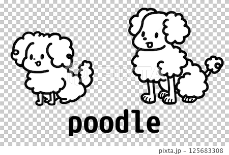 Poodle 125683308