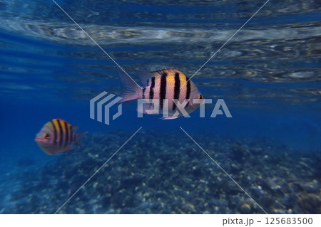 exotic sea fish 125683500