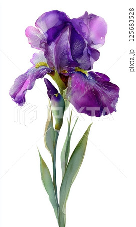 Iris Day. Vibrant purple iris in bloom with lush green leaves 125683528