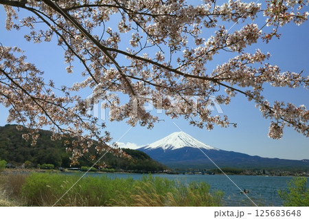 桜咲く河口湖 桜咲く河口湖 125683648