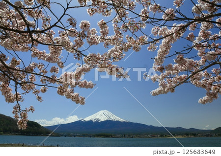 桜咲く河口湖 125683649