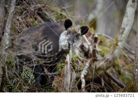 森の中で出会ったニホンカモシカ 森の中で出会ったニホンカモシカ 125683721