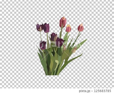 Tulip illustration PNG 125683785