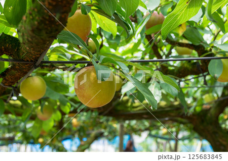 プラム農園　熟したプラム 125683845