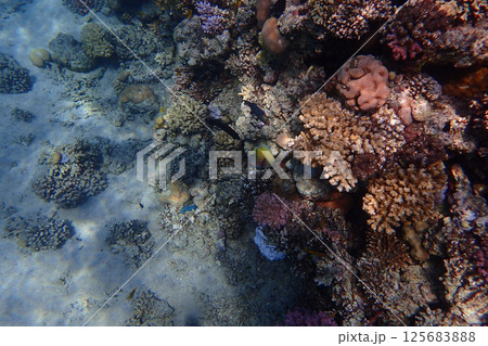 coral reef in the Red Sea coral reef in the Red Sea 125683888