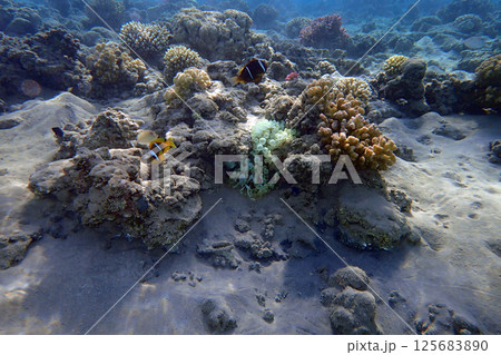 coral reef in the Red Sea coral reef in the Red Sea 125683890