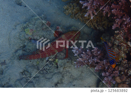 unknown fish from red sea 125683892