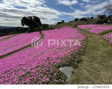 ペチュニアの花畑と青空 125683918