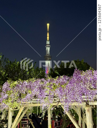 夜の亀戸天神社の藤棚 夜の亀戸天神社の藤棚 125684367
