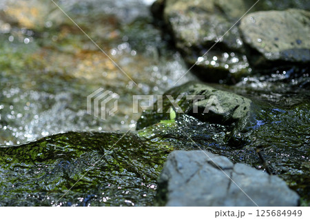 小川の水の流れ 125684949